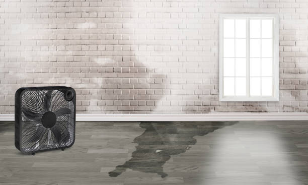 Best Local water damage restoration  in Griggsvle, IL